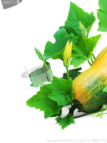 Image of Pumpkin
