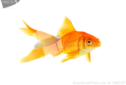 Image of Goldfish