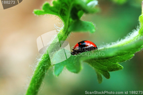 Image of Ladybird hiding on leaf