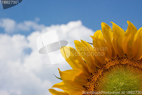 Image of Sunflower