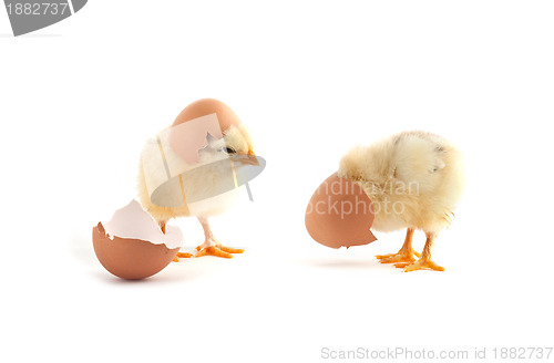 Image of The yellow small chicks with egg