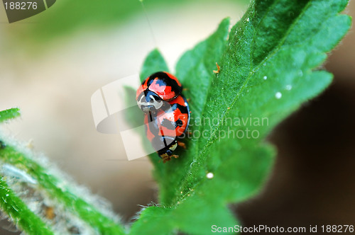 Image of Ladybirds with love