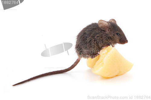 Image of Mouse and cheese