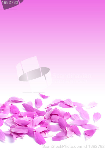 Image of Petals