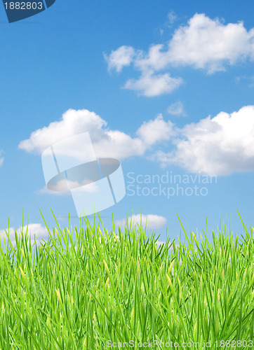 Image of Isolated green grass
