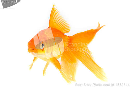 Image of Goldfish