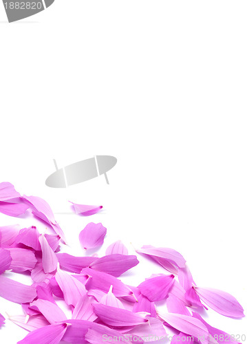 Image of Petals