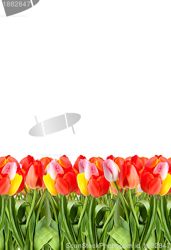 Image of Bunch of tulips