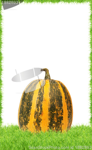 Image of Yellow pumpkin