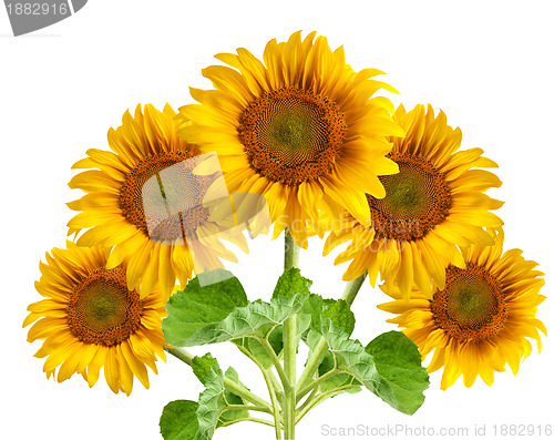 Image of The beautiful sunflower