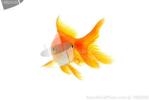 Image of Goldfish