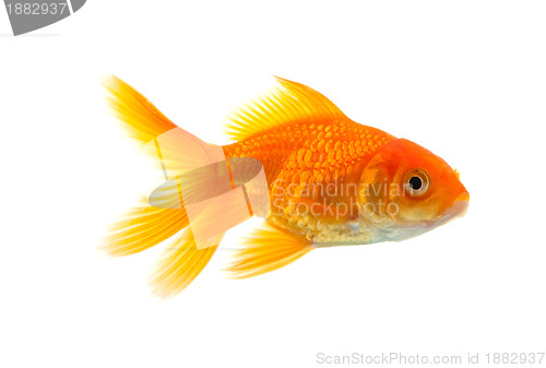 Image of Goldfish