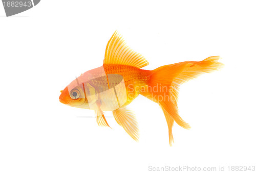 Image of Goldfish