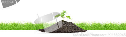 Image of Green sprouts