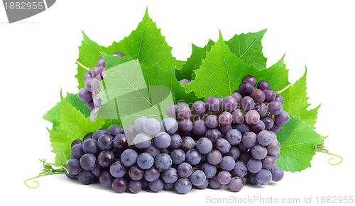 Image of Bunch of fresh grapes