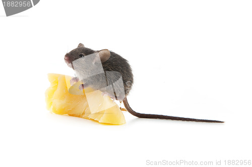 Image of Mouse and cheese