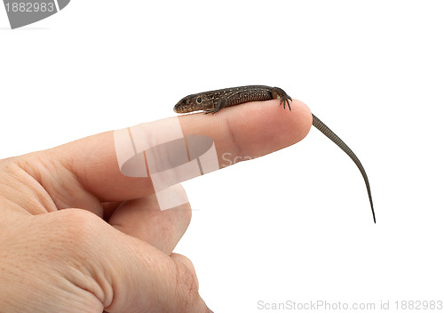 Image of Lizard in the hand