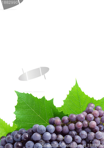 Image of Grape