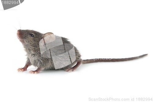 Image of Small mouse