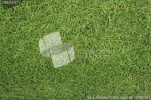 Image of Christmas spruce  texture