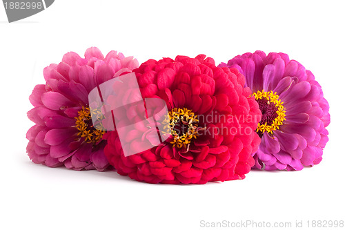 Image of Flowers