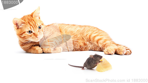 Image of Mouse and cat