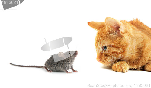 Image of Mouse and cat