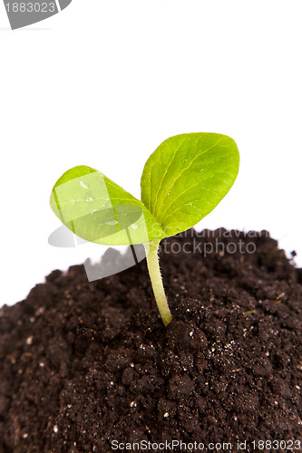 Image of Heap dirt with a green plant sprout isolated
