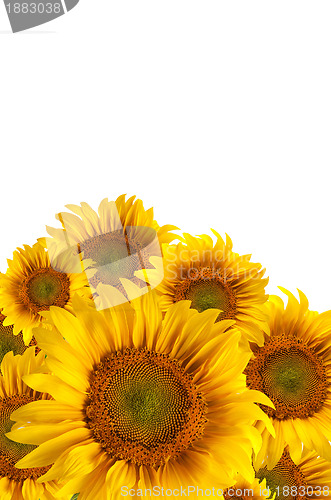 Image of The beautiful sunflower
