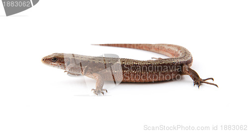 Image of Llizard