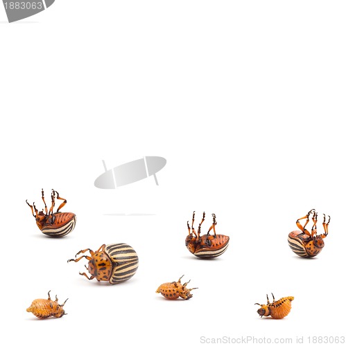 Image of colorado potato beetles