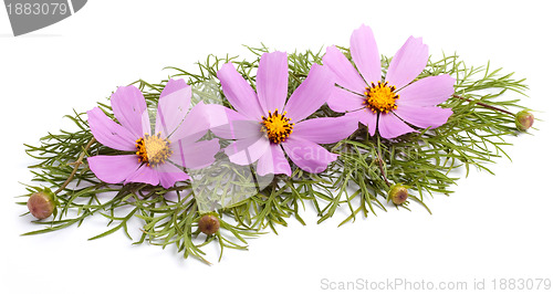 Image of Flowers