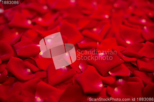 Image of Background of red rose petals