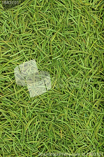 Image of Christmas spruce  texture