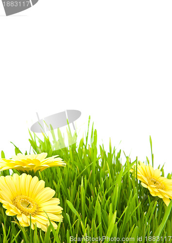 Image of Isolated green grass with yellow flowers