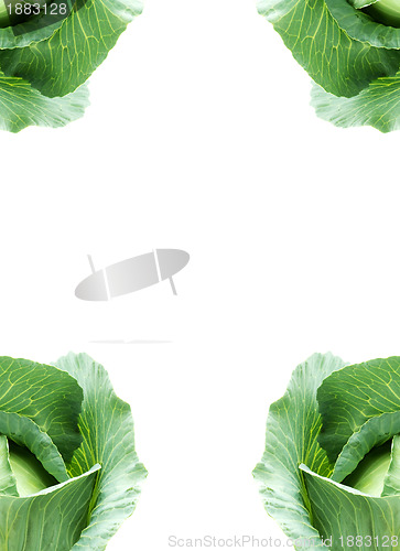 Image of Head of green cabbage