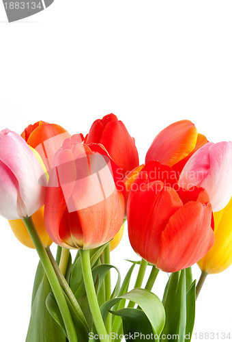 Image of Bunch of tulips