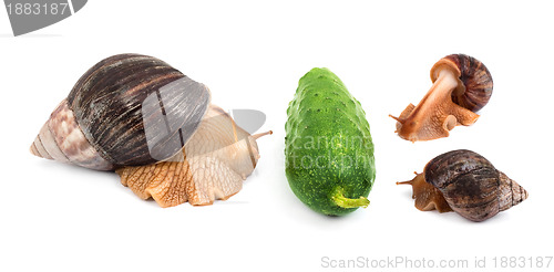 Image of Snails