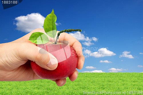 Image of An apple in the hand