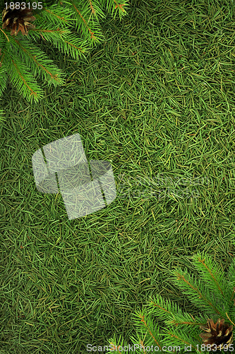 Image of Christmas spruce  texture