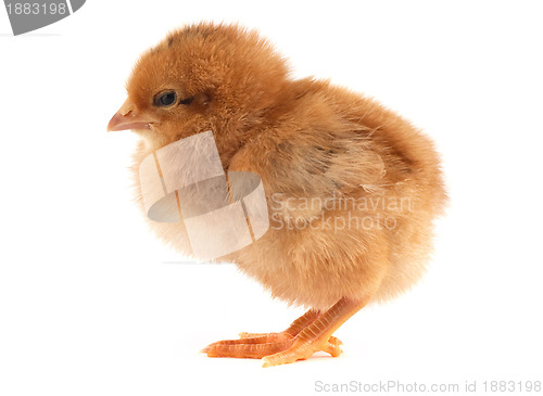 Image of The yellow small chick