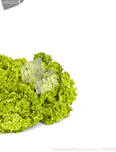 Image of Lettuce