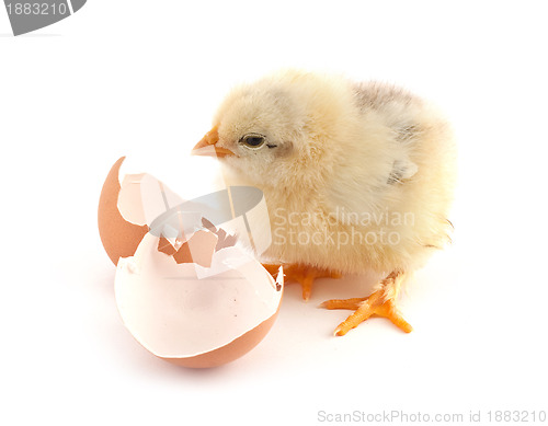 Image of The yellow small chicks with egg