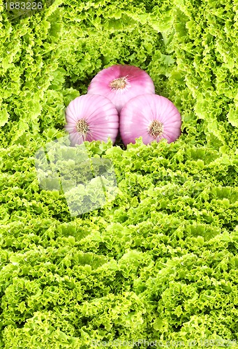 Image of Fresh onions