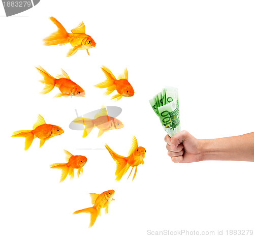 Image of Goldfish with money