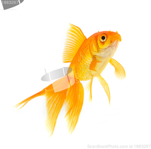 Image of Goldfish