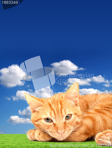 Image of Cat