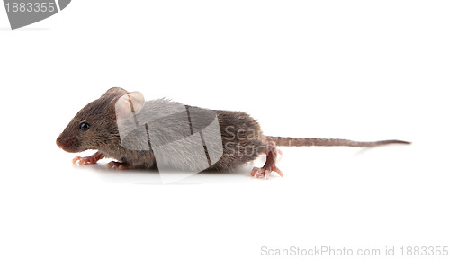 Image of Small mouse