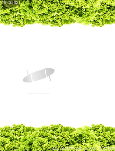 Image of Green butter Lettuce