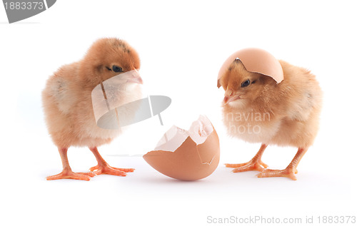 Image of The yellow small chicks with egg